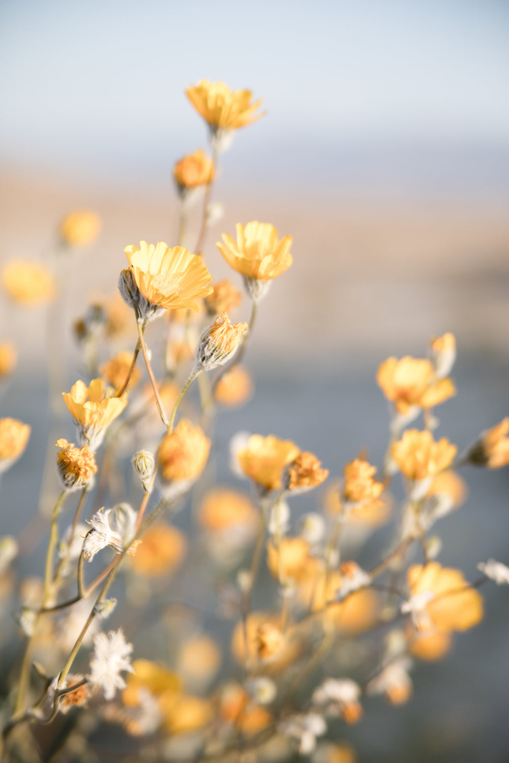 Yellow Desert Blooms