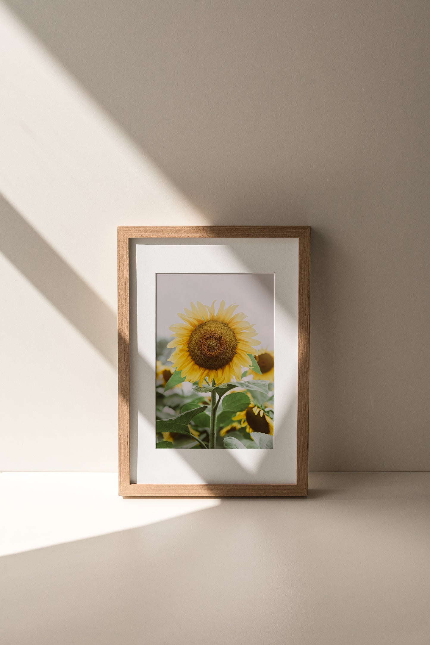 Antique Sunflower
