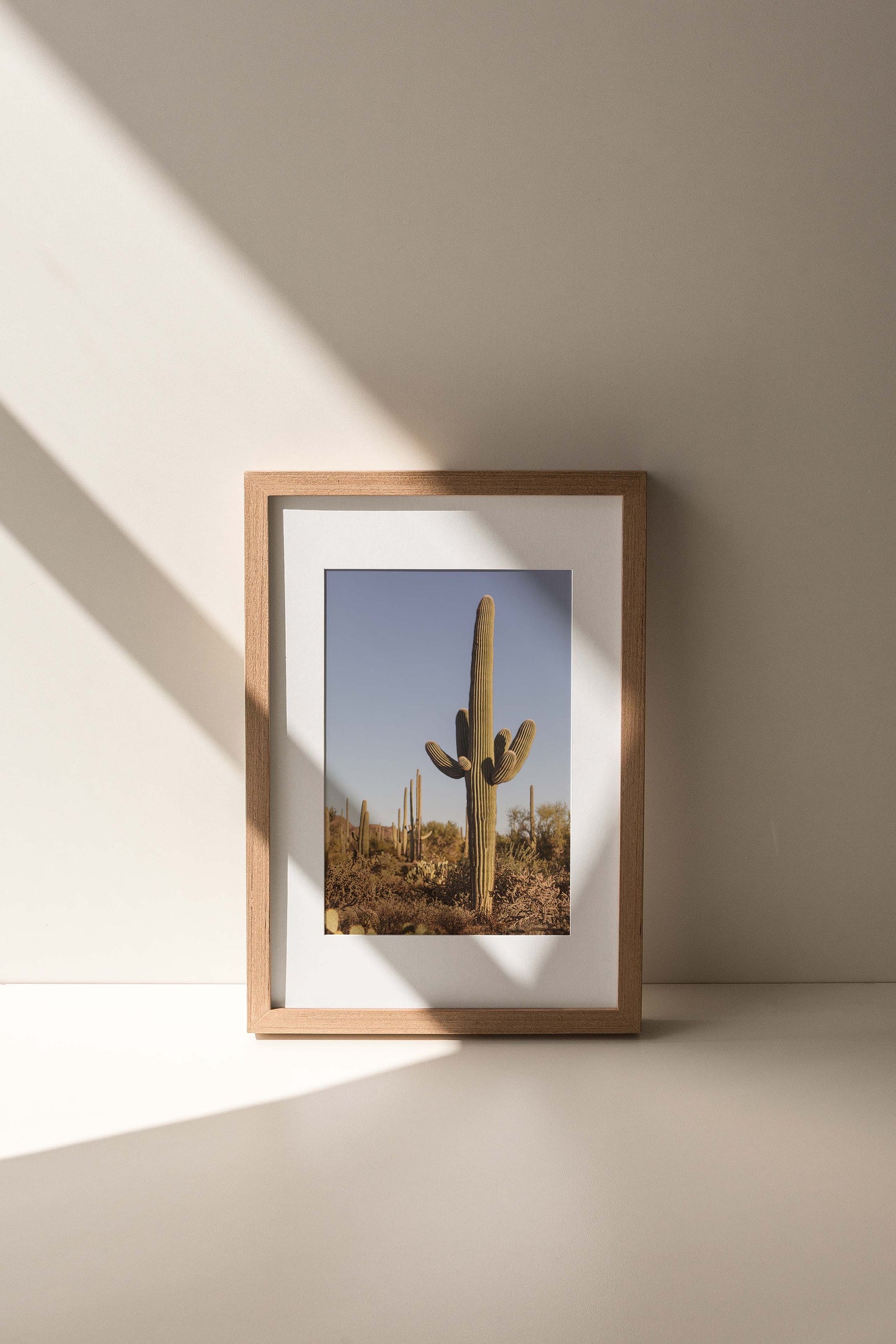 Antique Saguaro