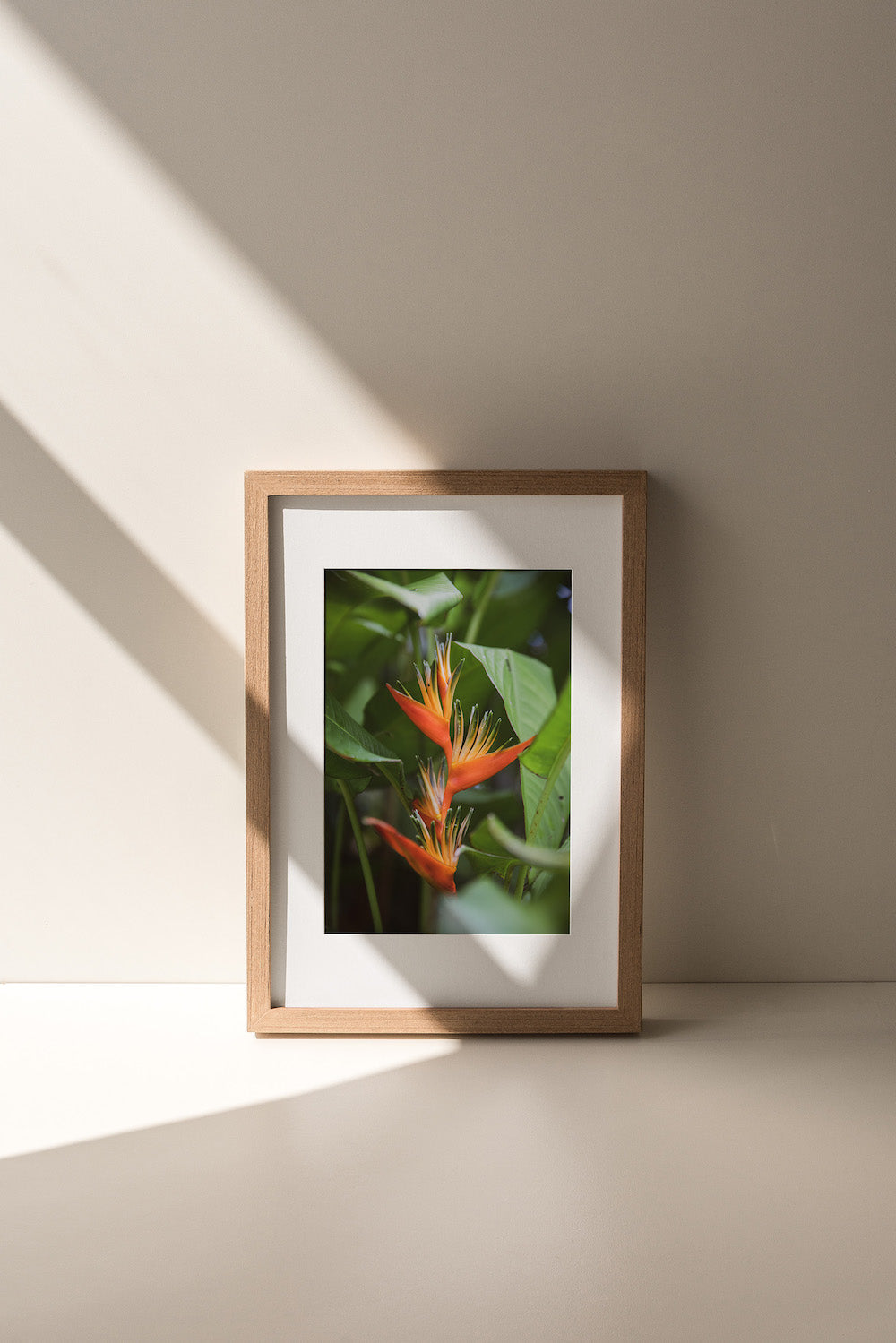 Selva Bird of Paradise