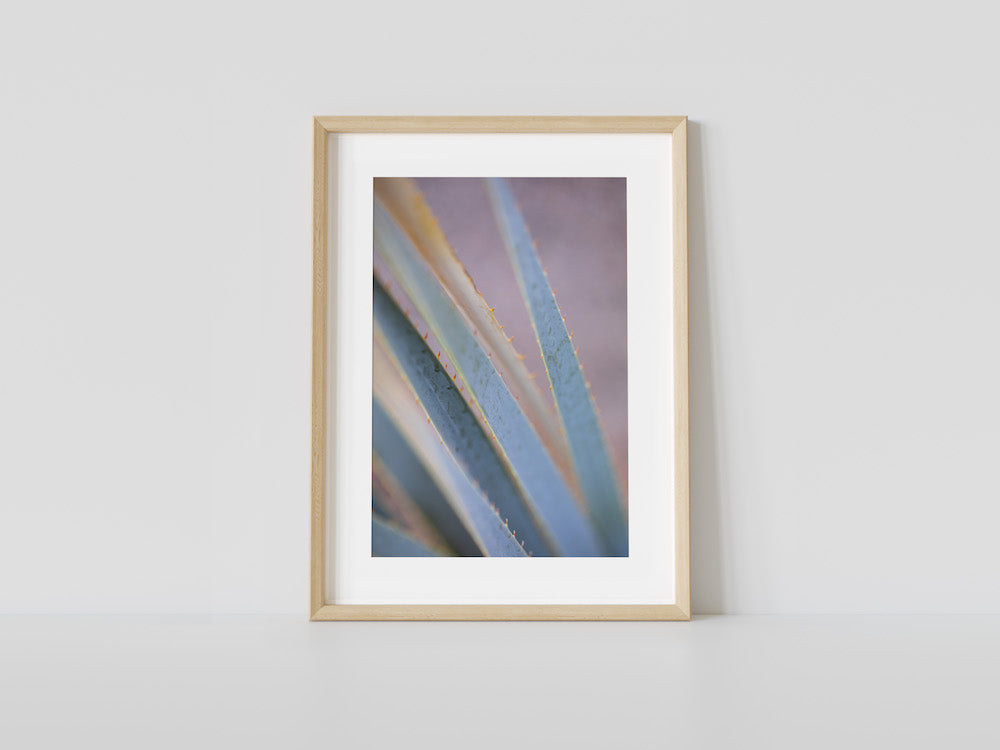 Aloe Abstract