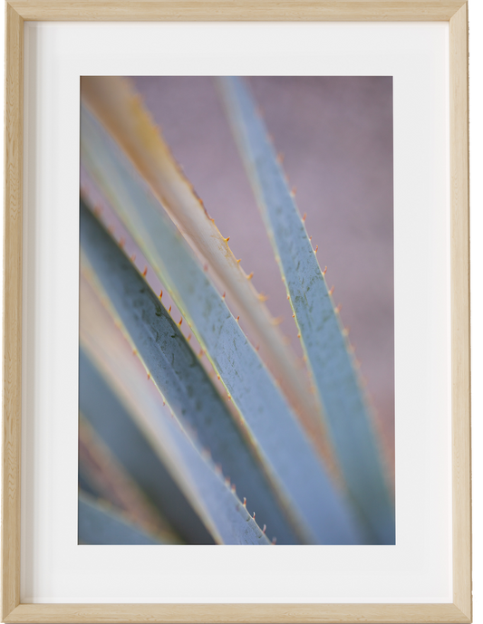 Aloe Abstract