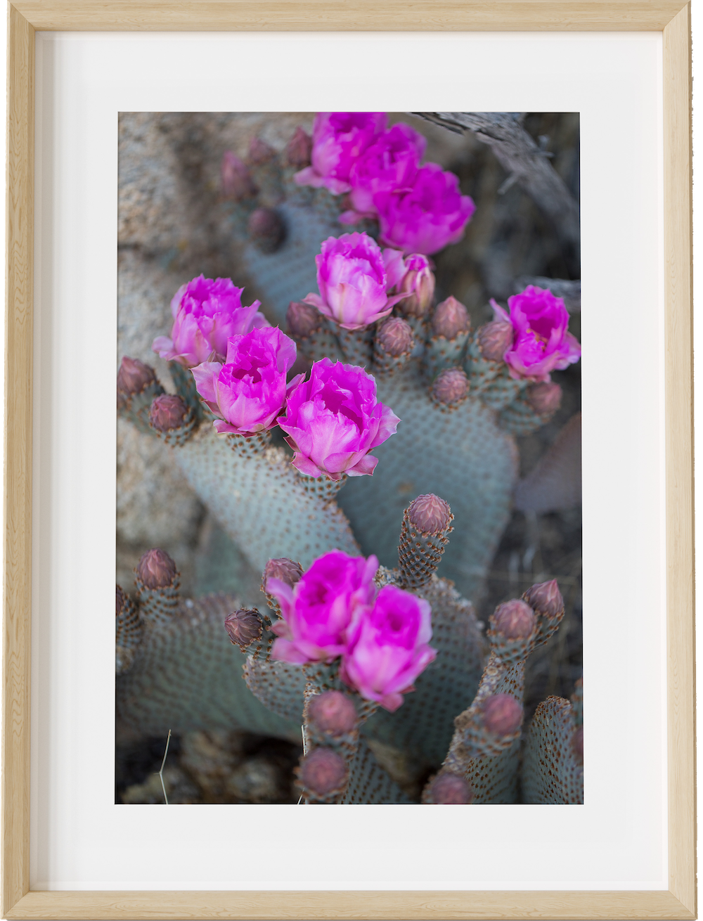 Beavertail Blooms
