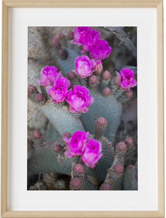 Beavertail Blooms