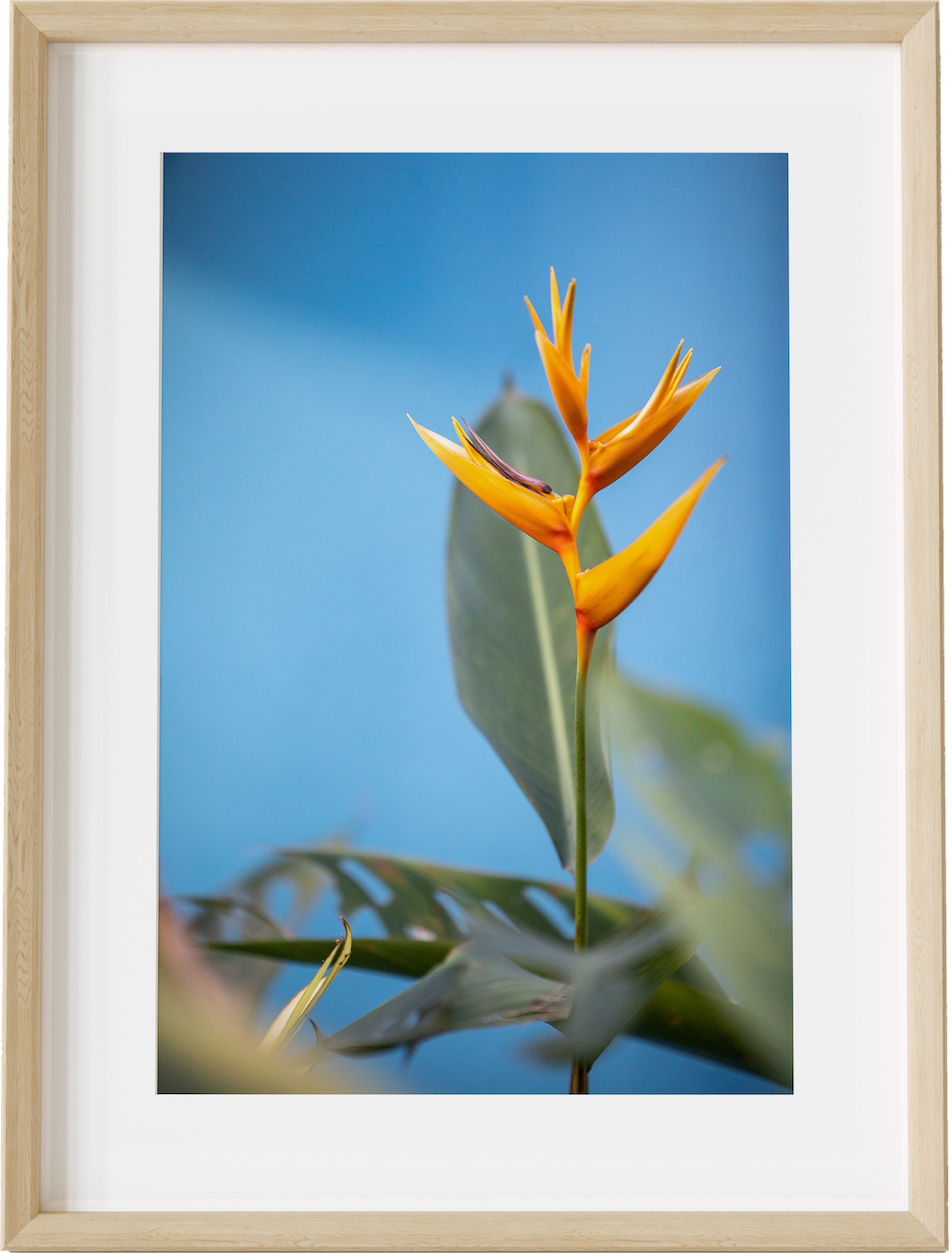 Bird of Paradise