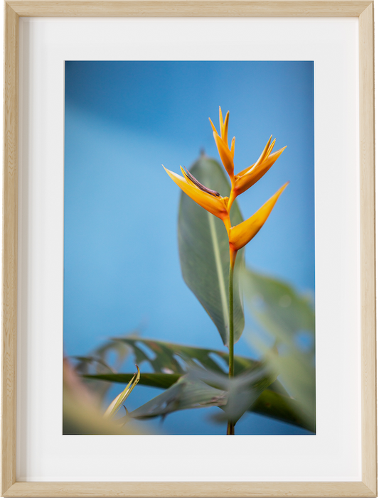 Bird of Paradise