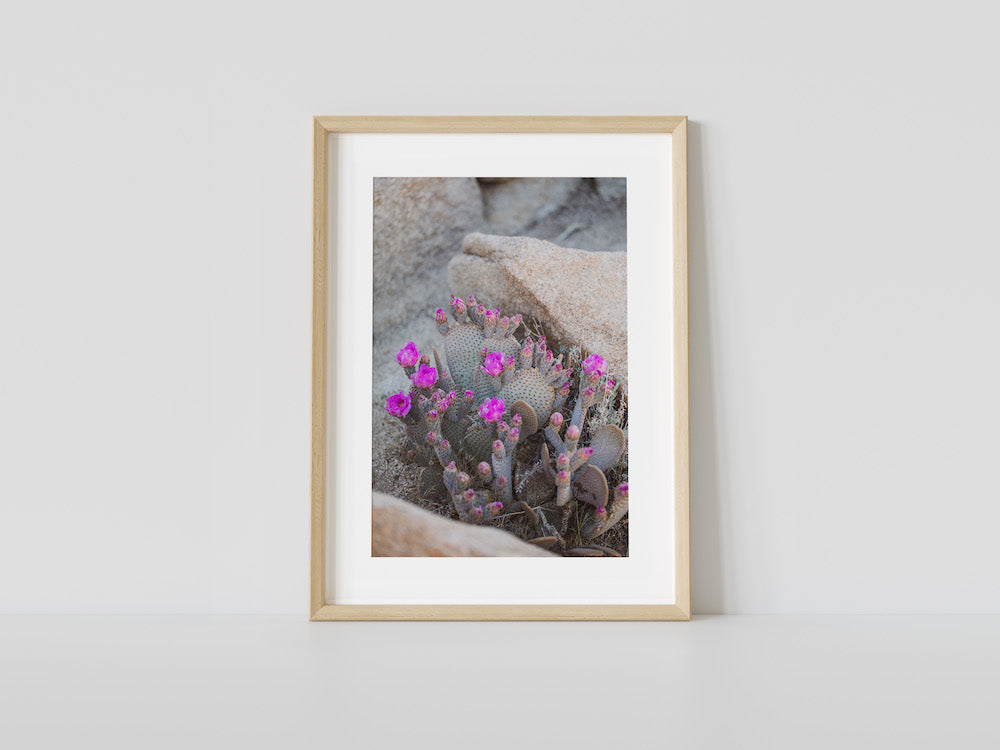 Blooms & Rocks