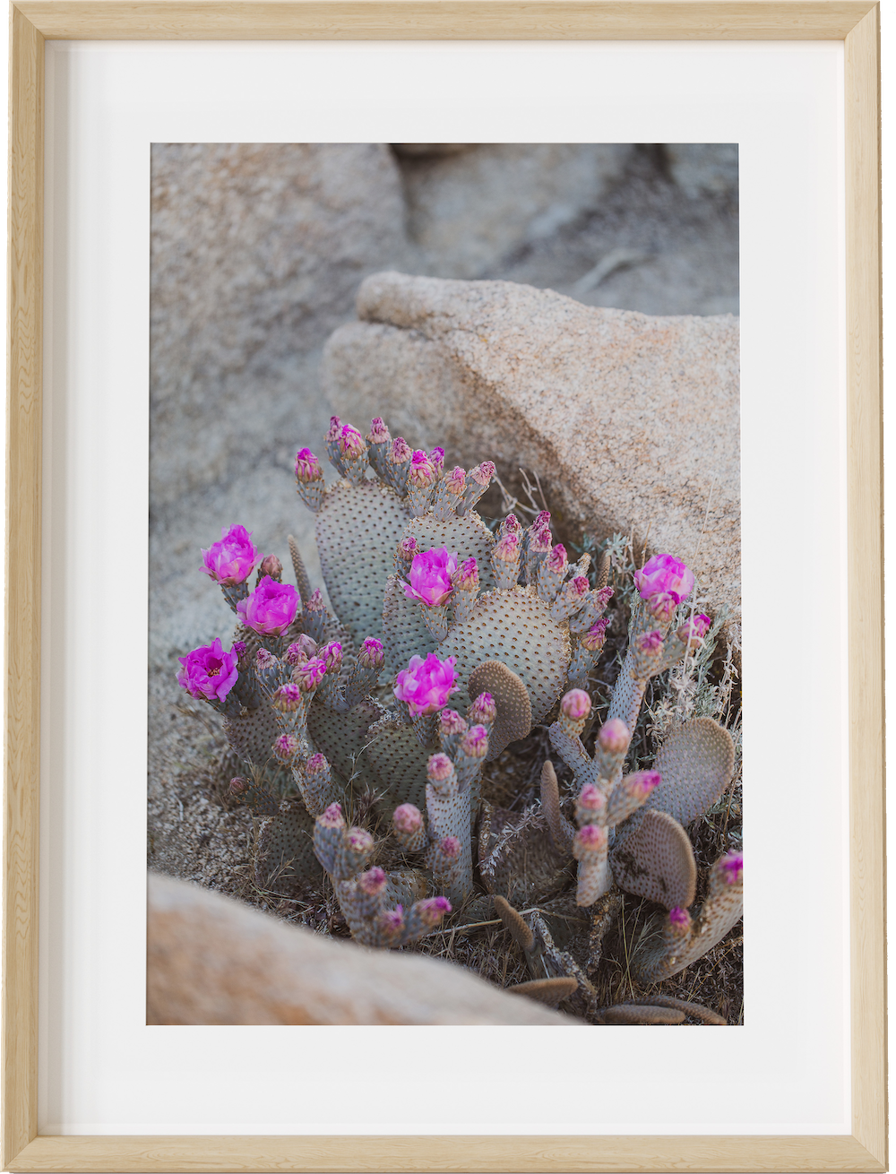 Blooms & Rocks