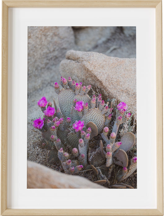 Blooms & Rocks