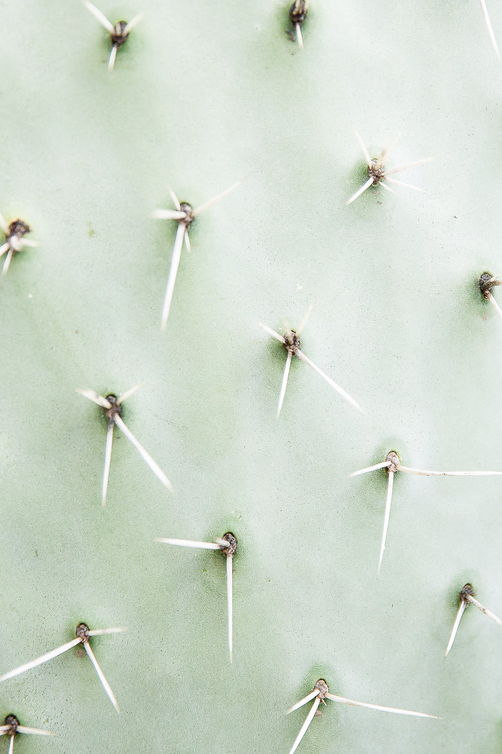 Cactus Detail