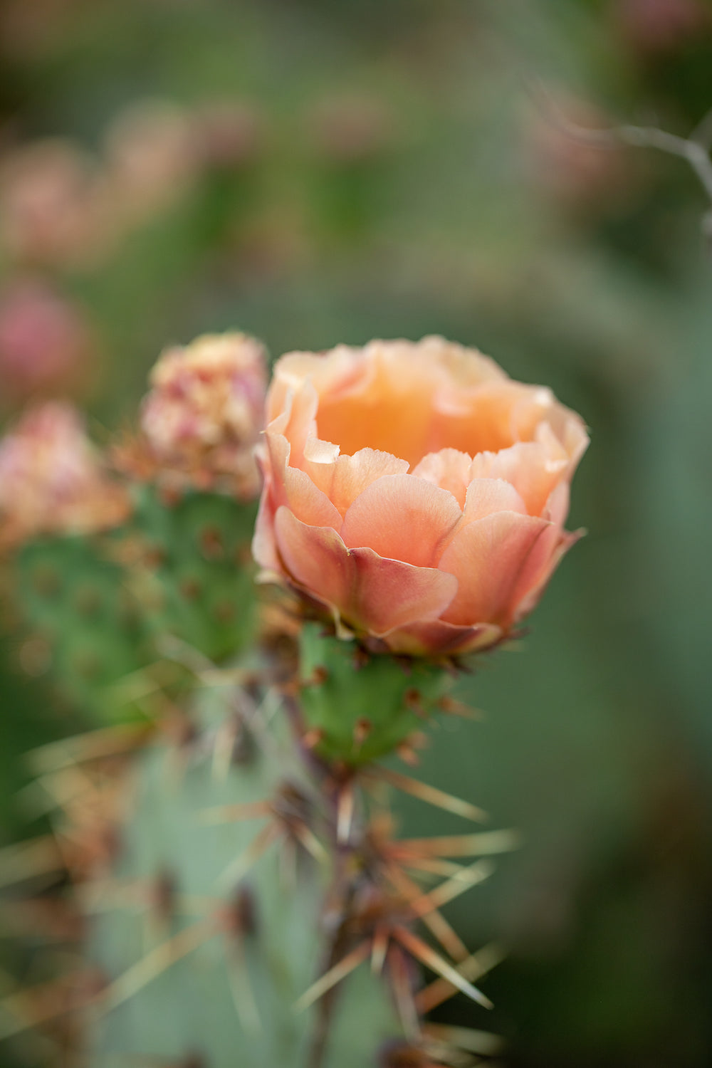 Rose of the Desert