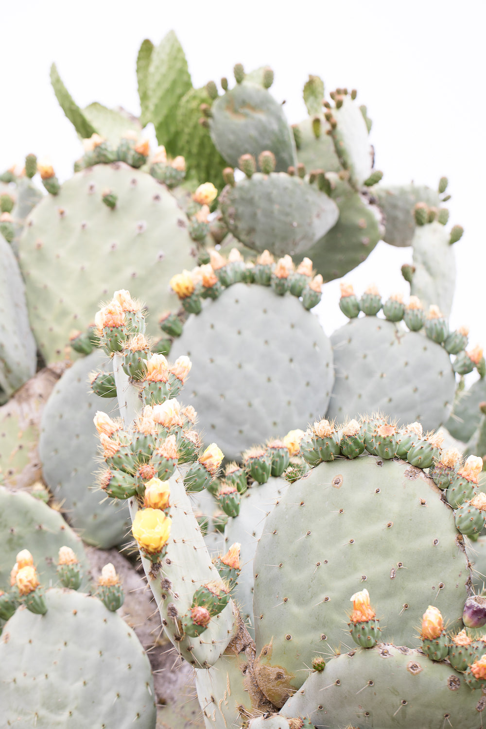 Cactus Crowns