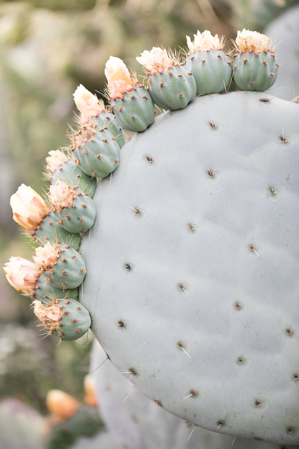 Cactus Crown Single