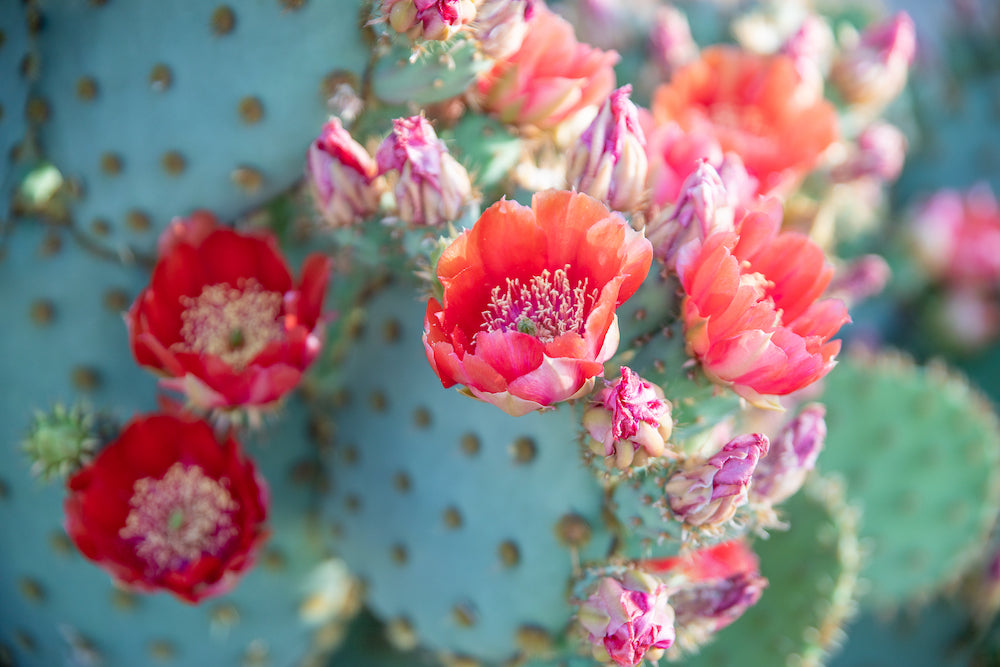 Bright Flower Crown Horizontal