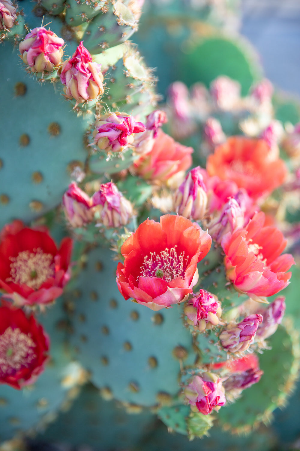 Bright Flower Crown