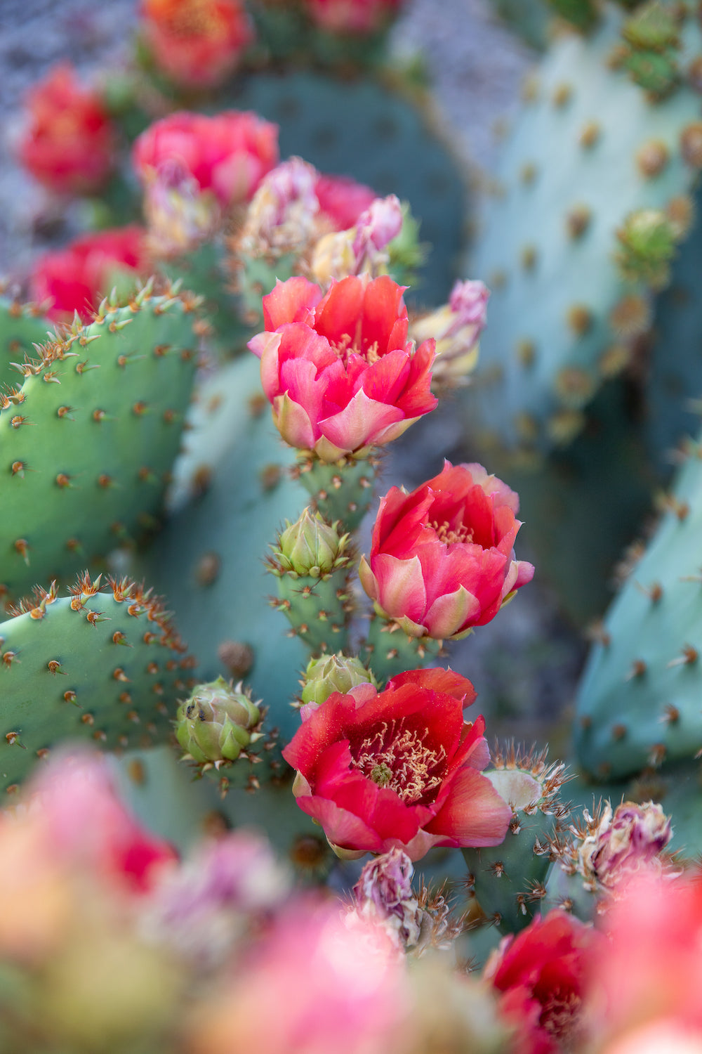 Bright Blooms