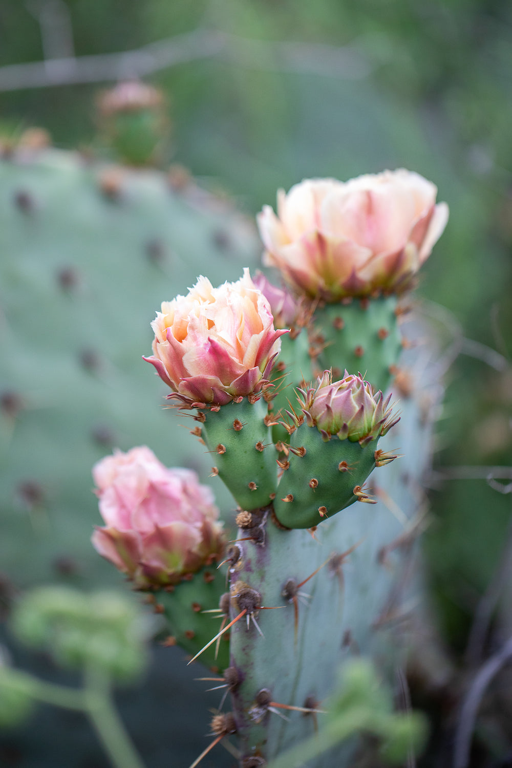 Pink Rose of the Desert