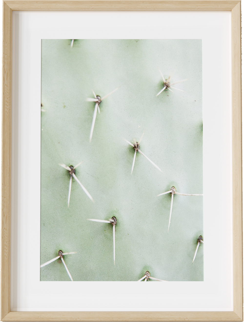 Cactus Detail
