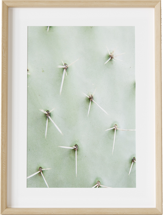 Cactus Detail