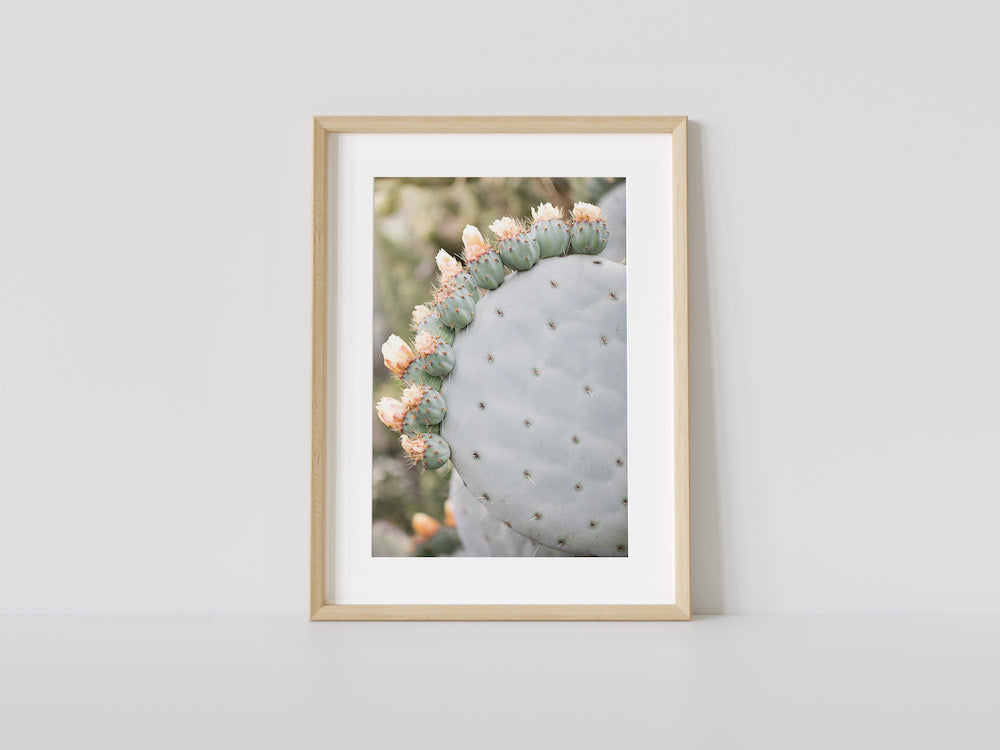 Cactus Crown Single