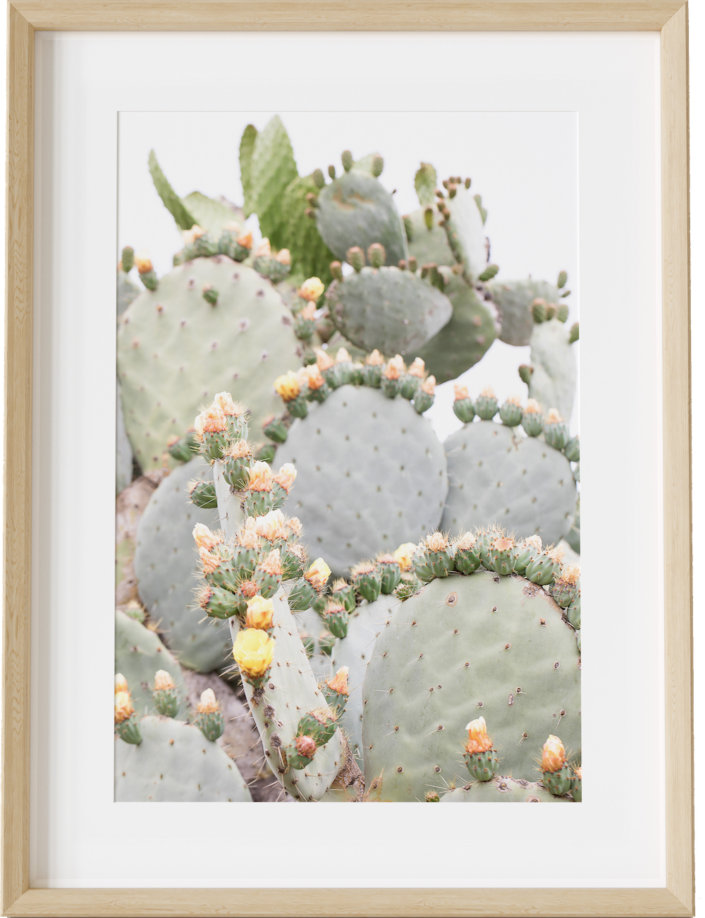 Cactus Crowns