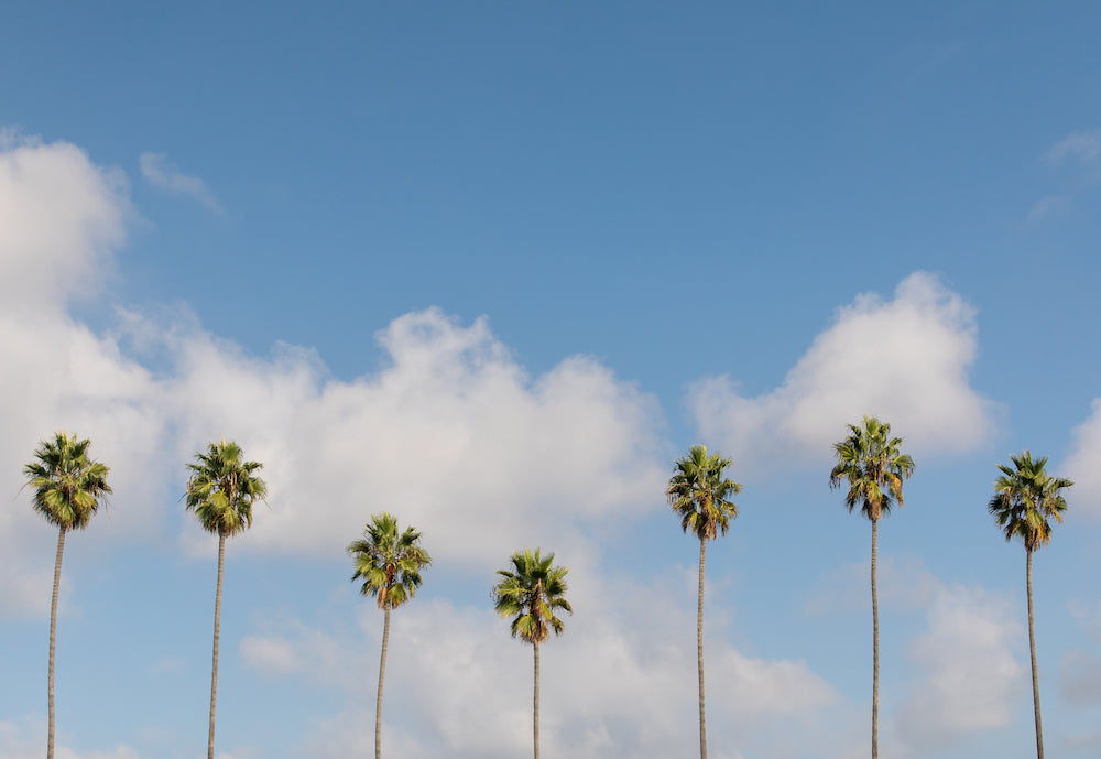 Dancing Palms