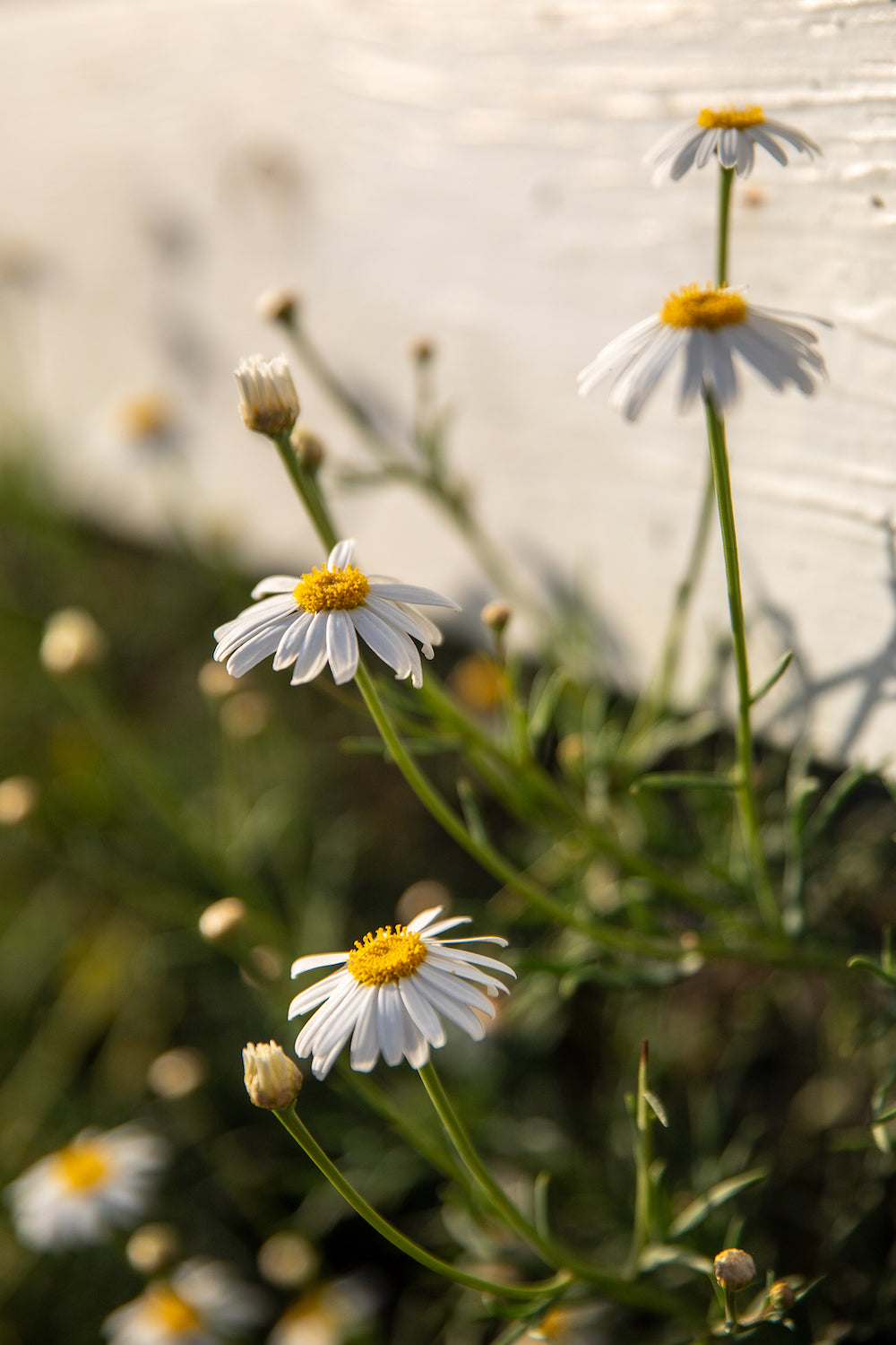 Sweet Chamomile