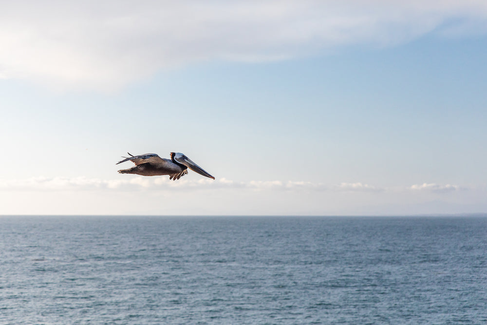 The Pelican