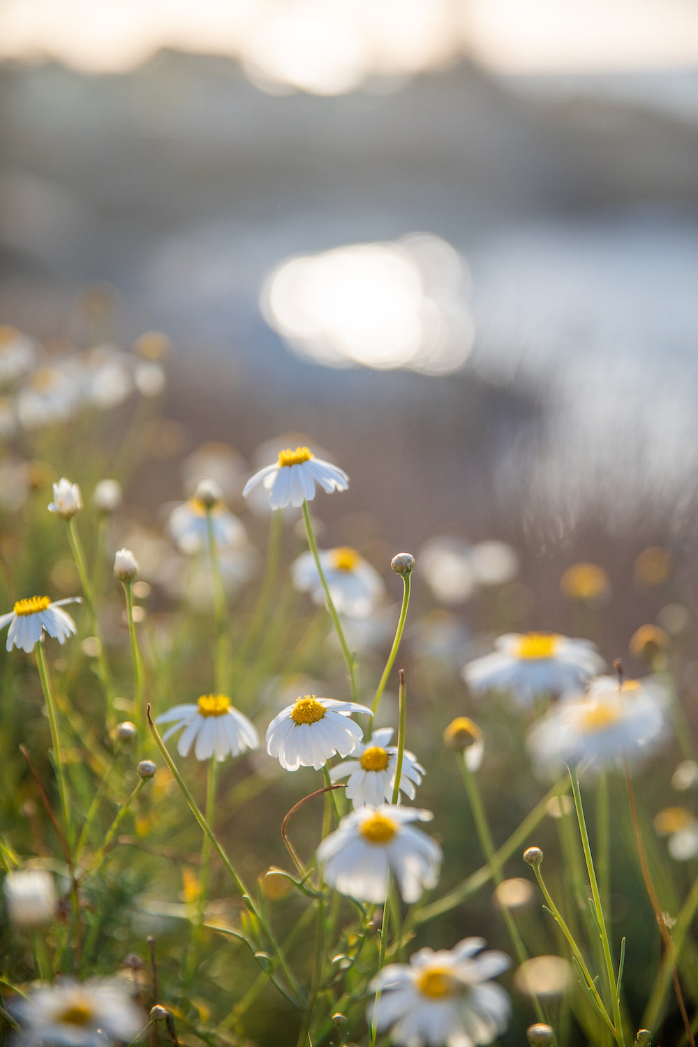 Chamomile & The Cove