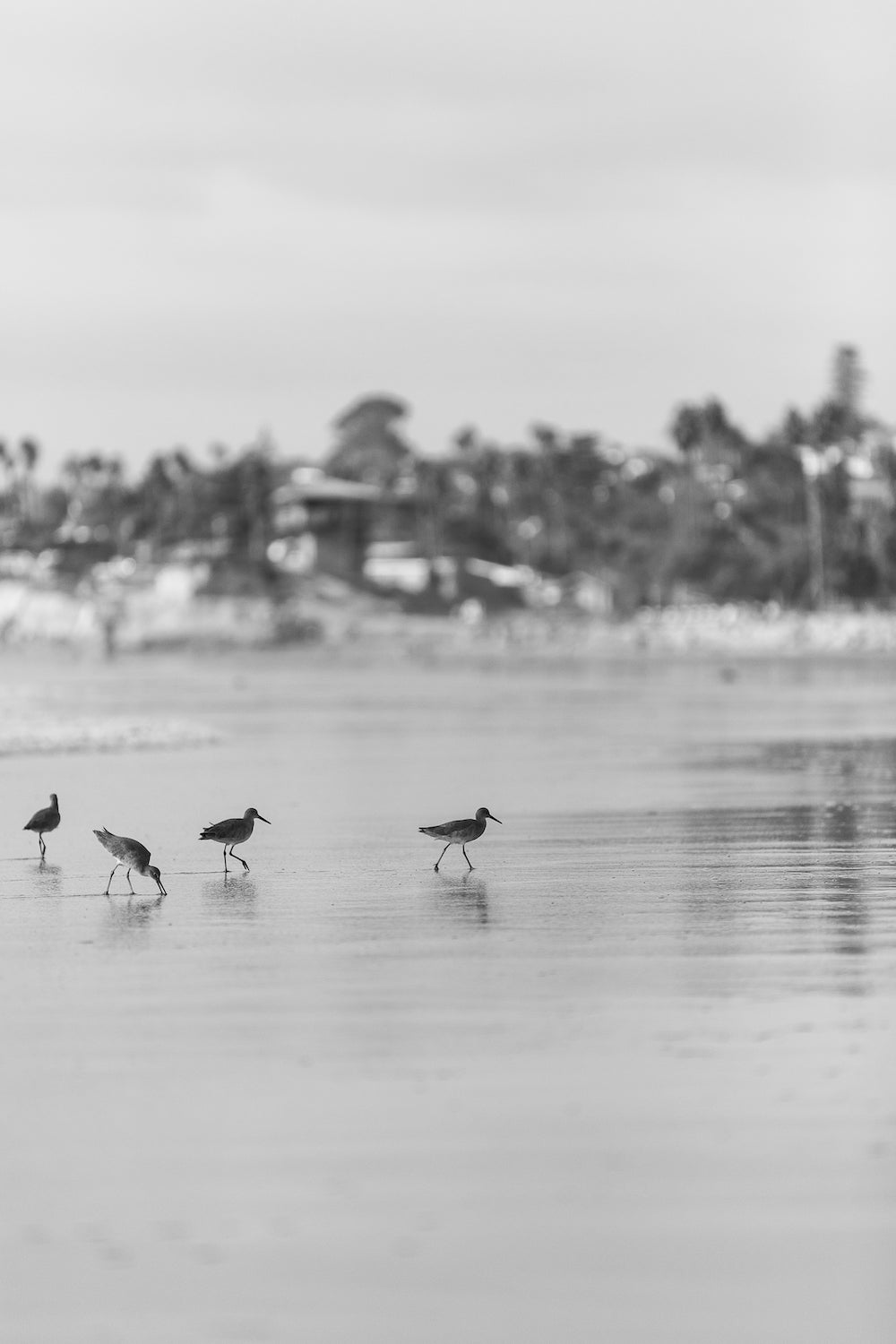 The Willets B&W