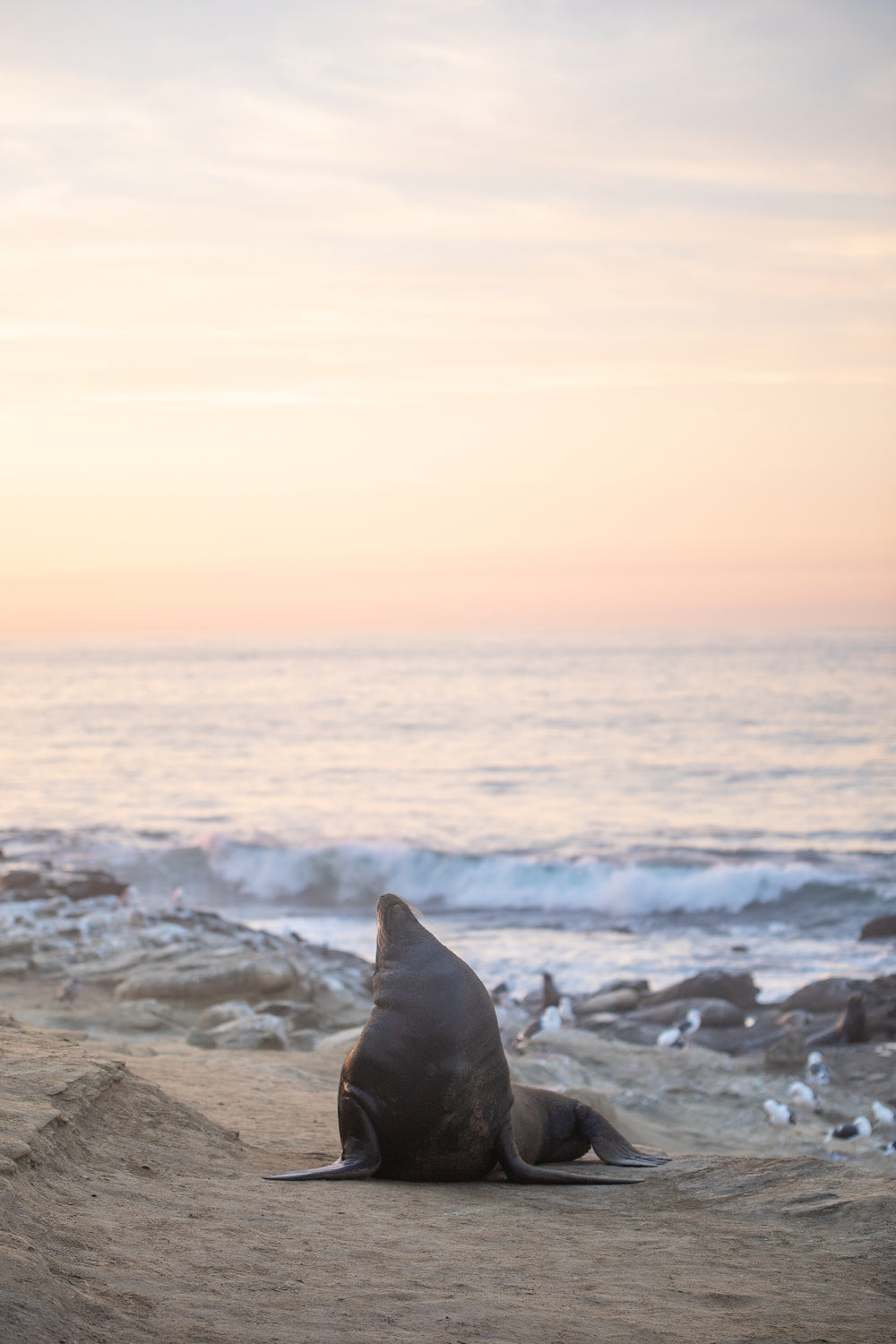 The Big Sea Lion