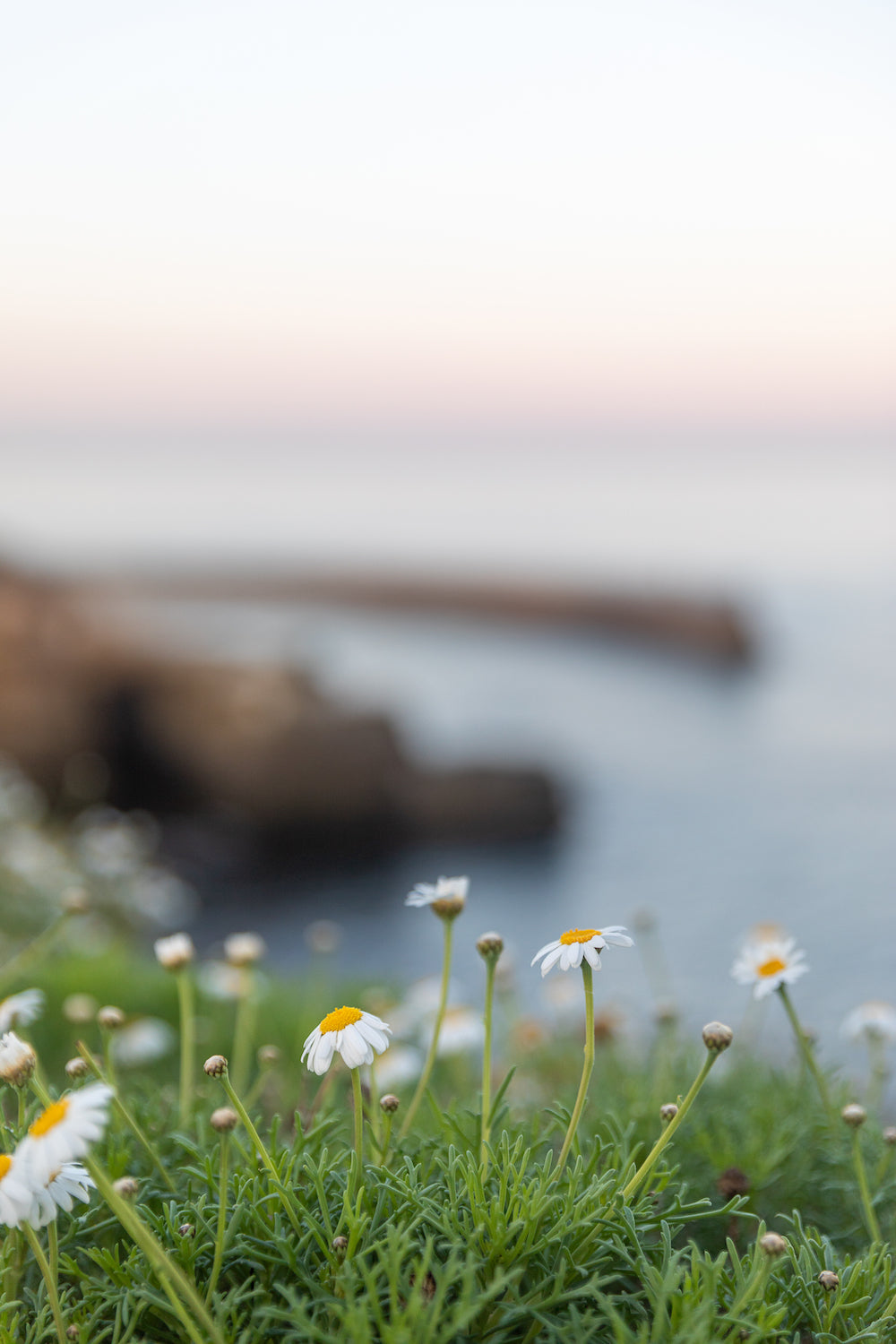Children's Pool Chamomile