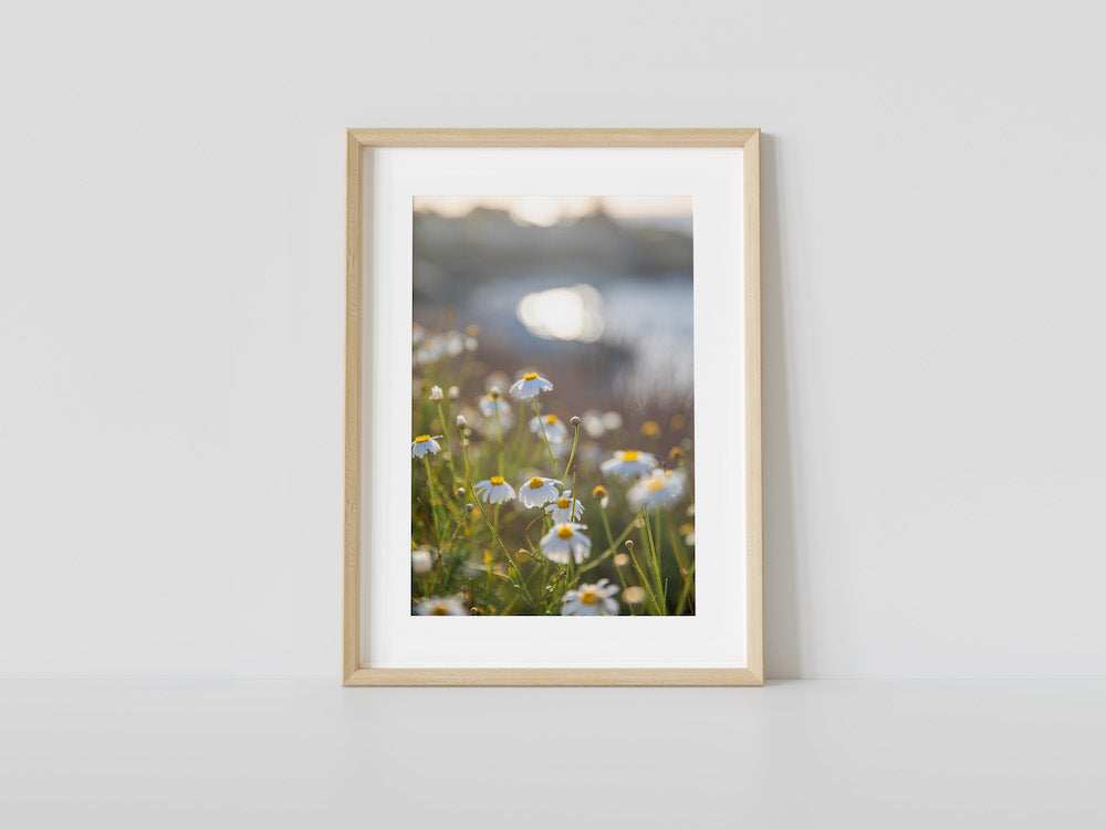 Chamomile & The Cove