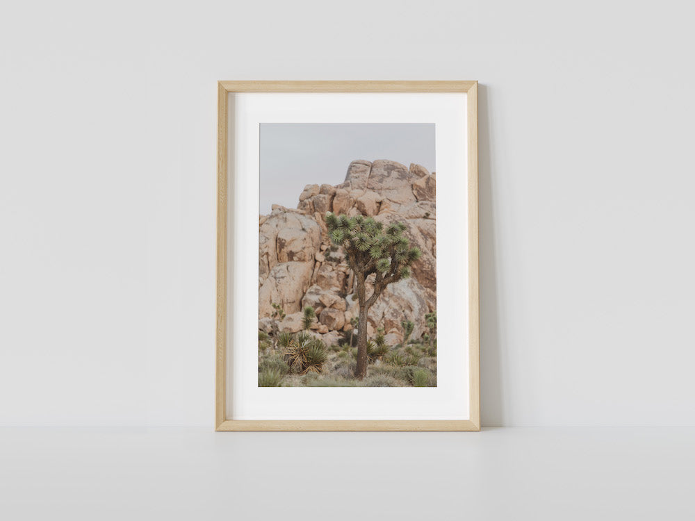 Classic Joshua Tree