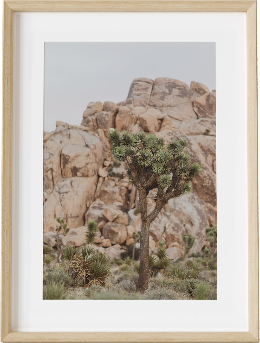 Classic Joshua Tree