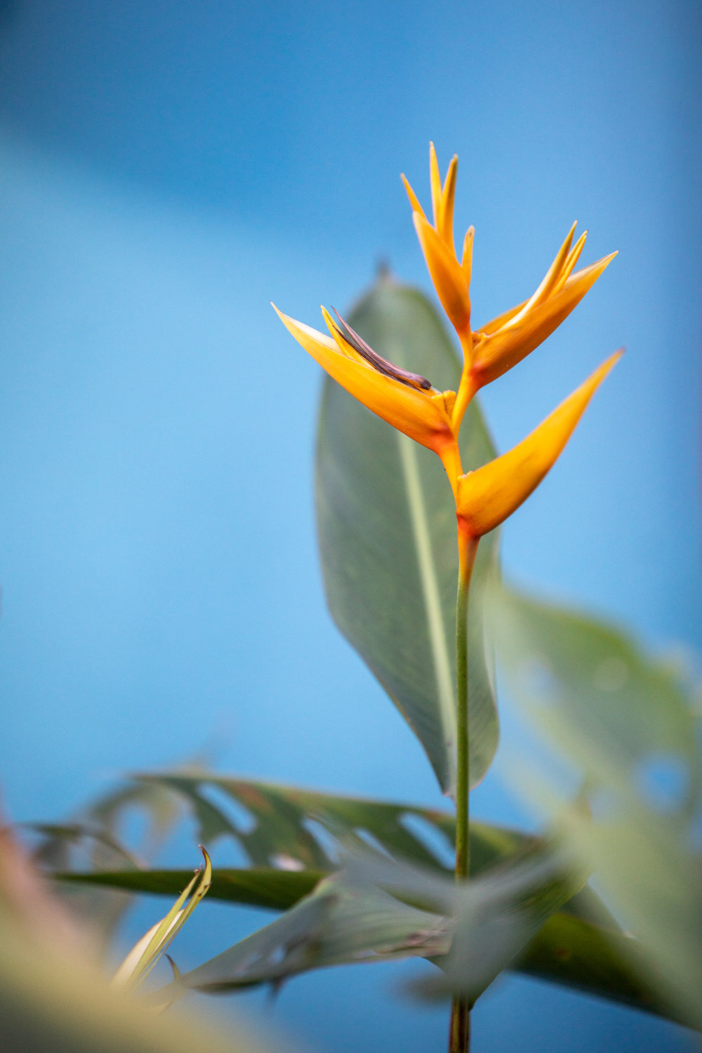 Bird of Paradise