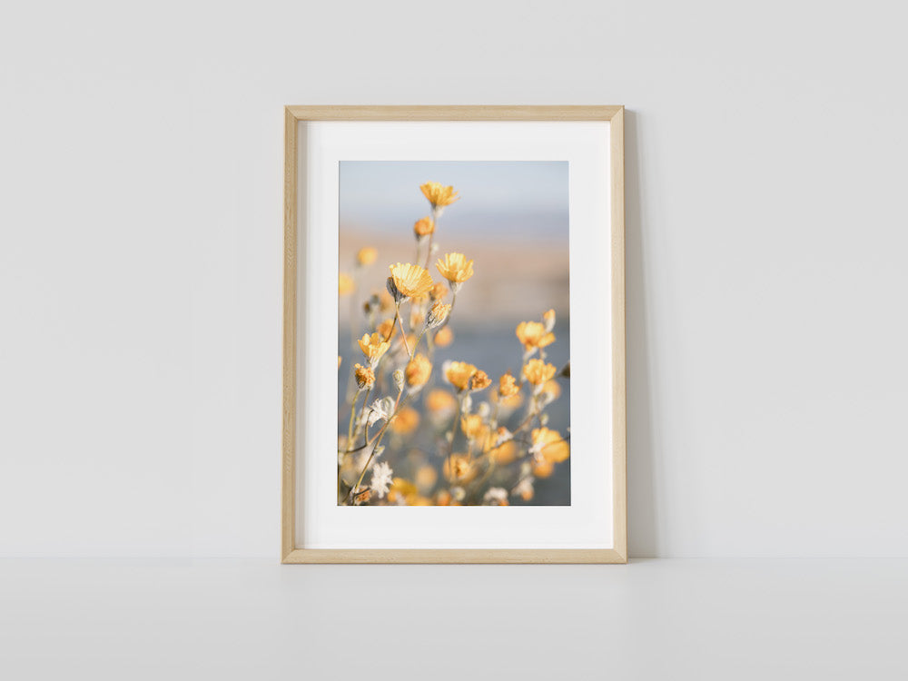 Yellow Desert Blooms