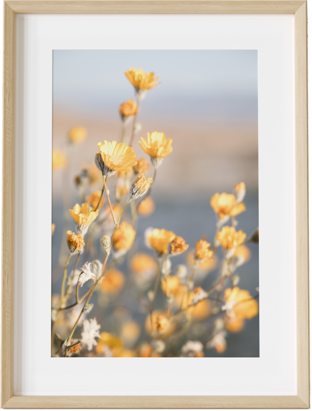 Yellow Desert Blooms