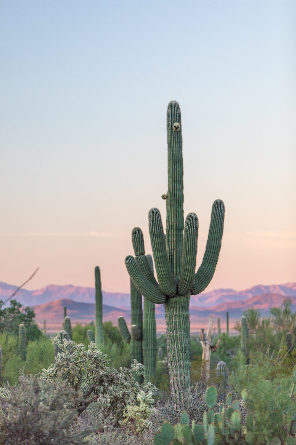 Southwest Saguaro