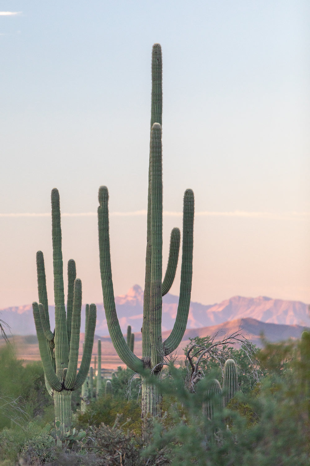 Saguaro Sunrise