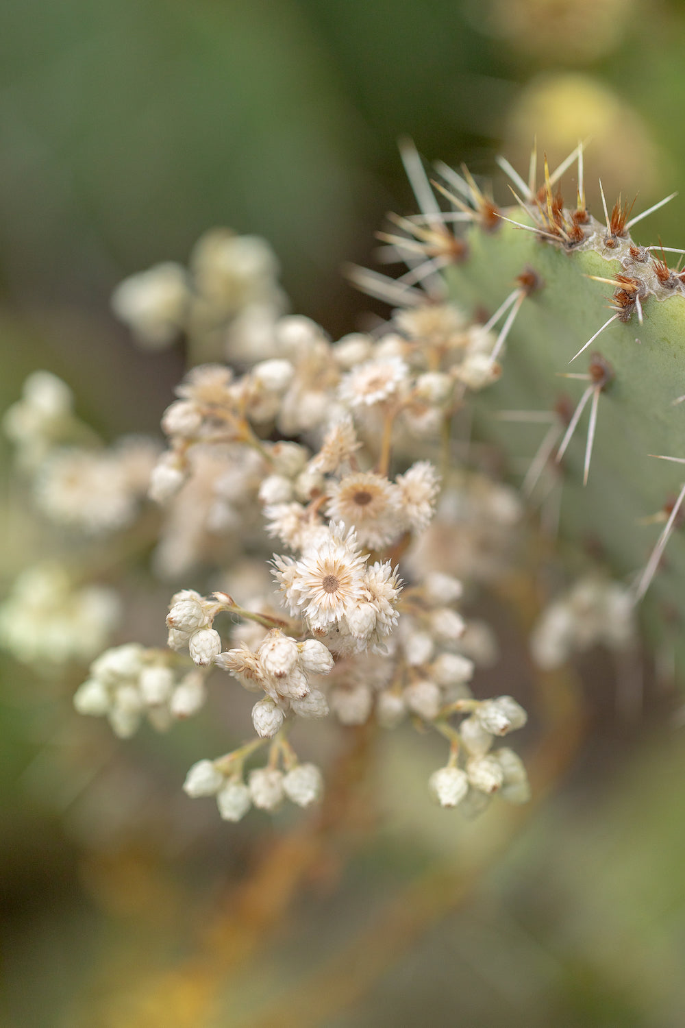 Desert Flowers Detail