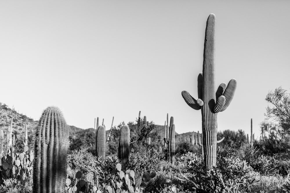 Saguaro Landscape