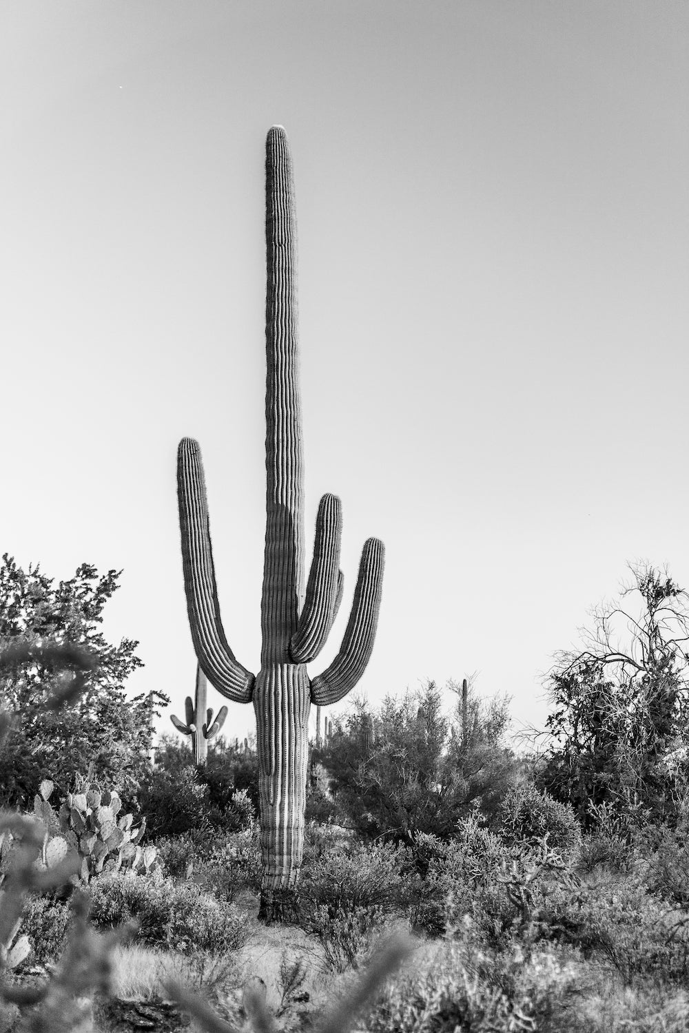 Sir Saguaro