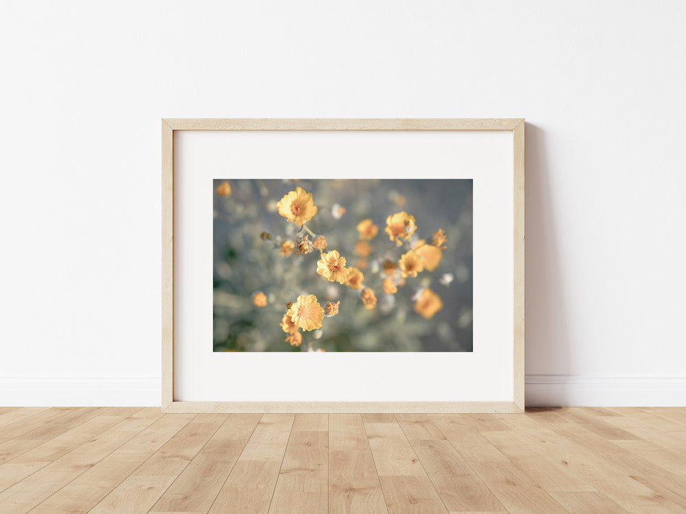 Desert Flowers