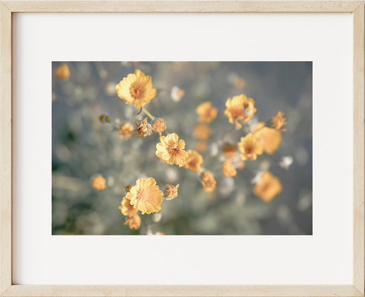 Desert Flowers