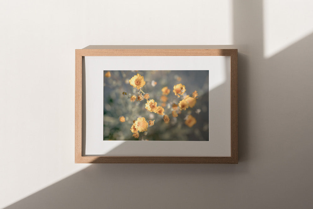 Desert Flowers