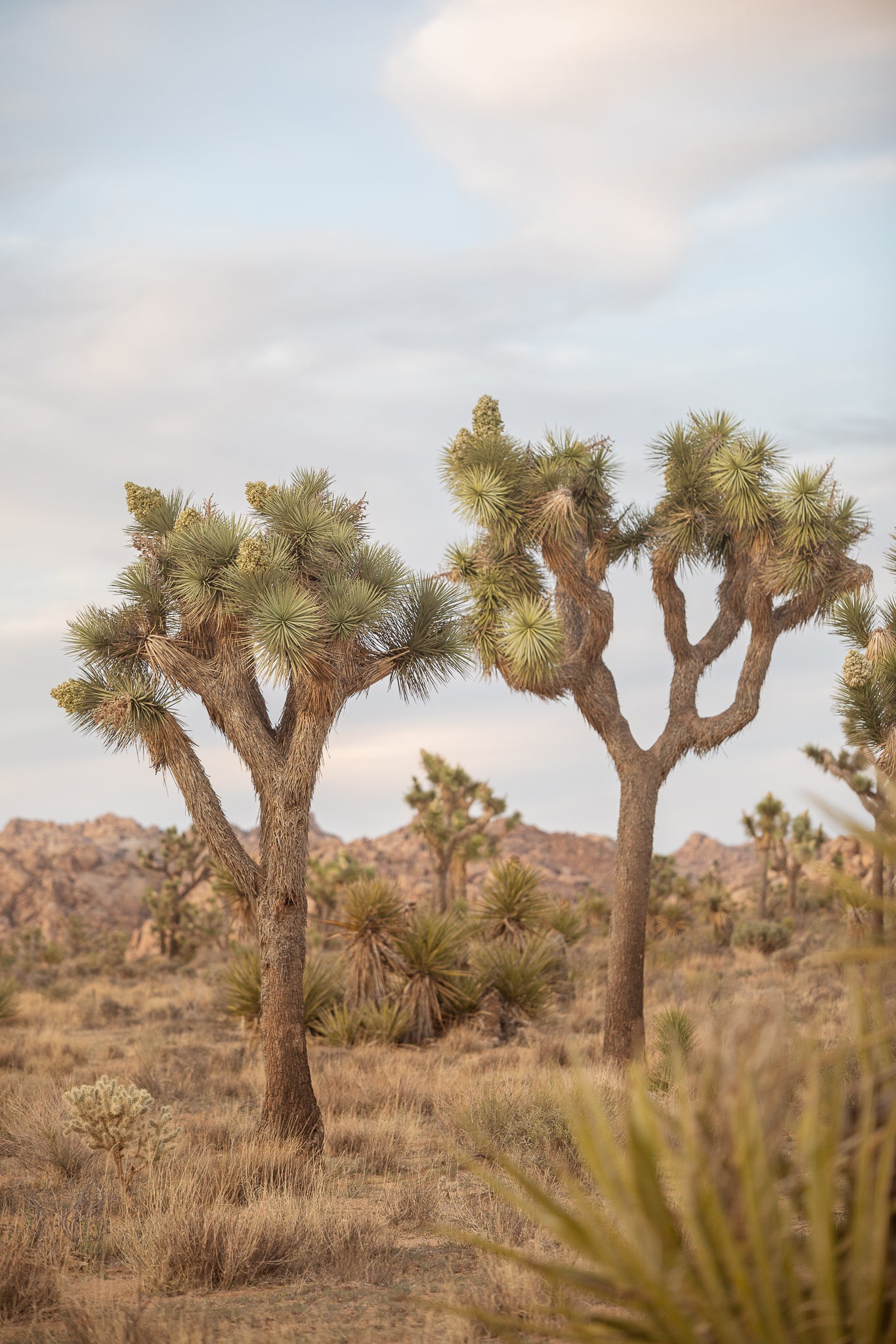Joshua Tree Duo Color