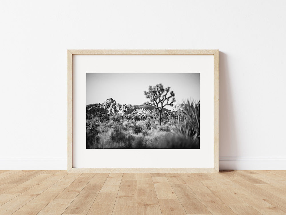 Joshua Tree Landscape