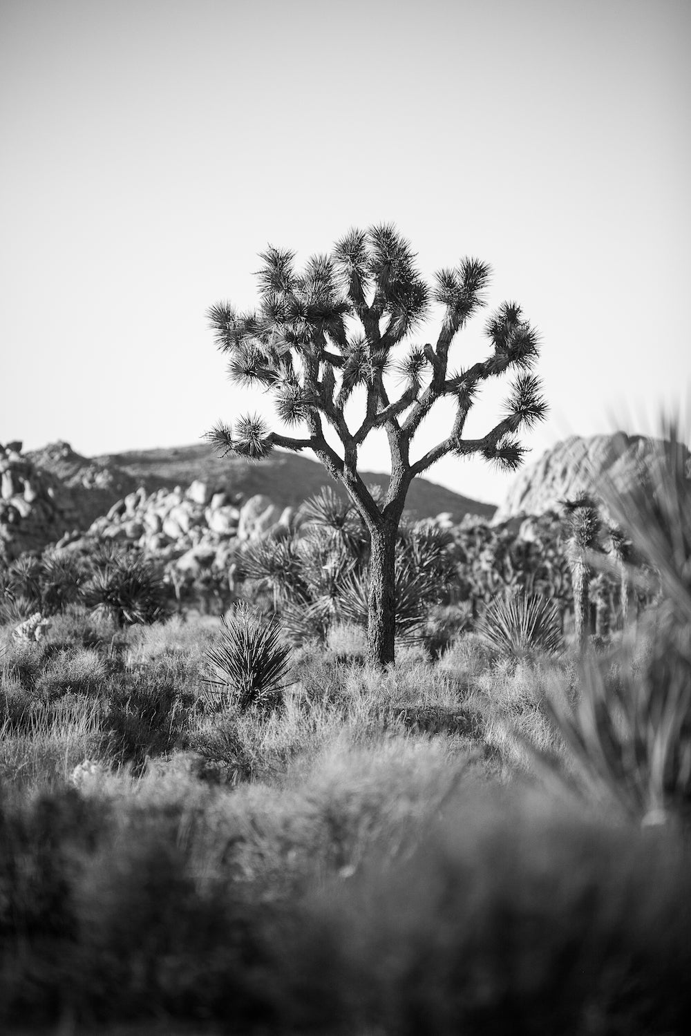 The Joshua Tree B&W