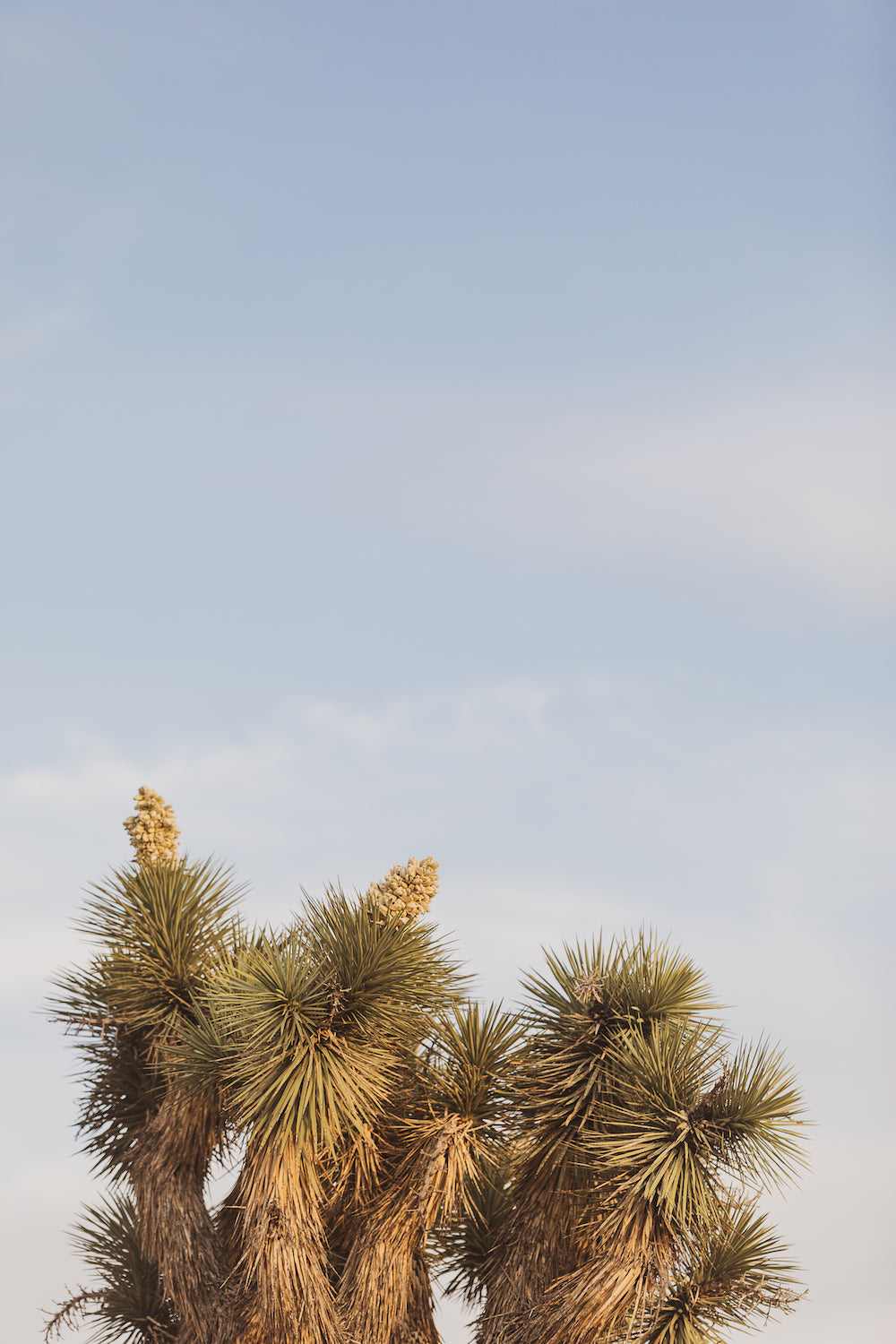Joshua Tree Tops